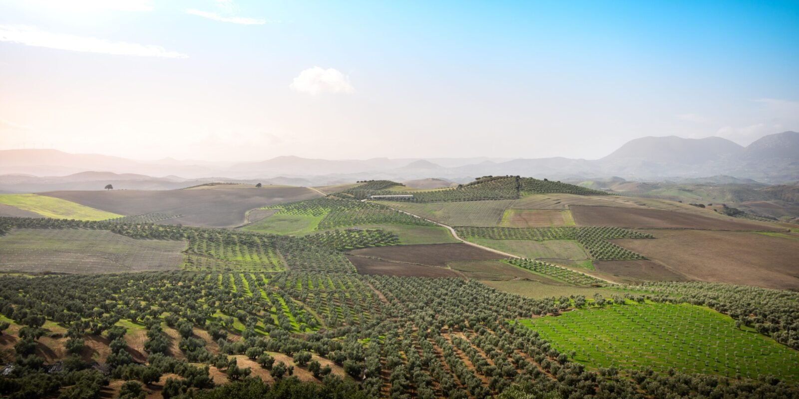 Olivar en la campiña andaluza